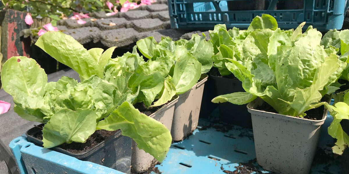 Moestuinieren in pot