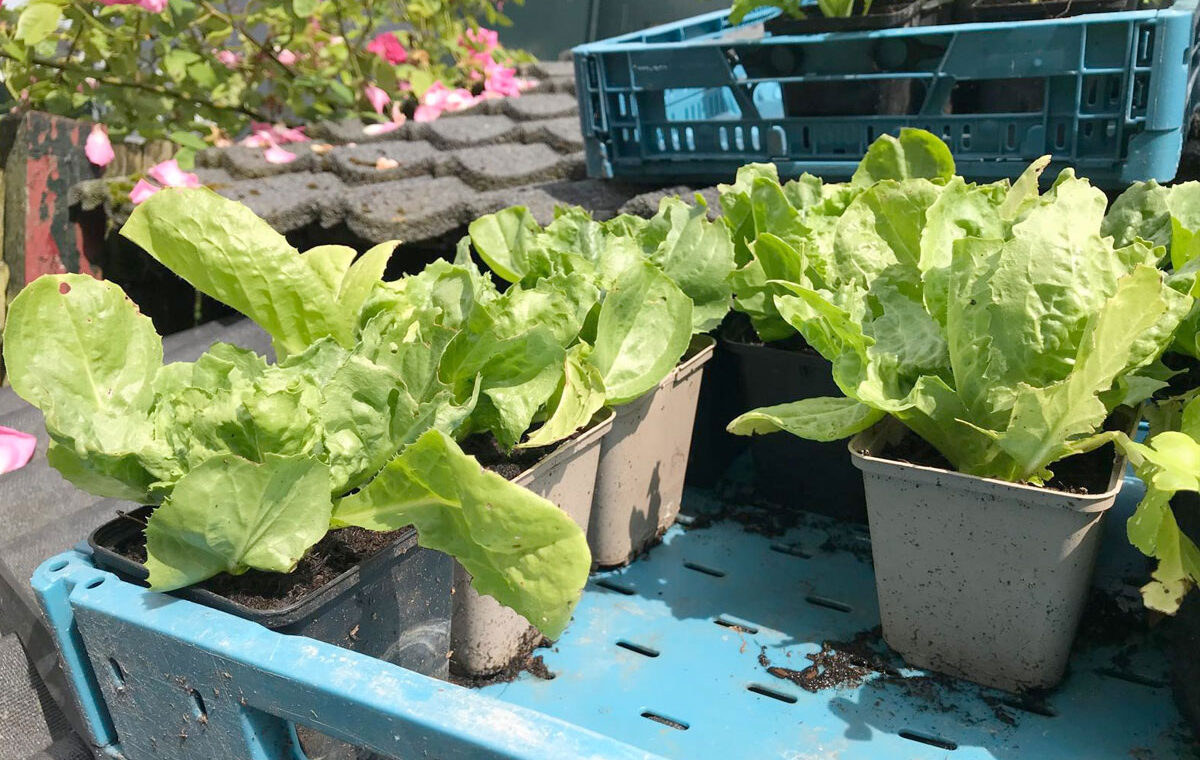 Moestuinieren in pot