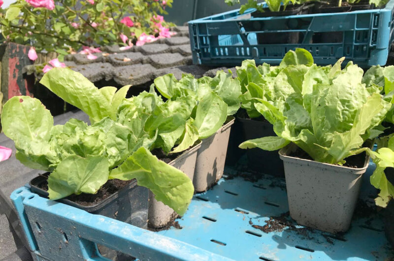 Moestuinieren in pot