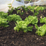 Moestuinieren met de maan