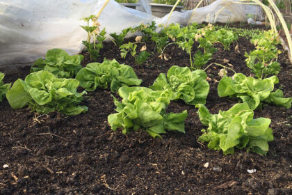 Moestuinieren met de maan
