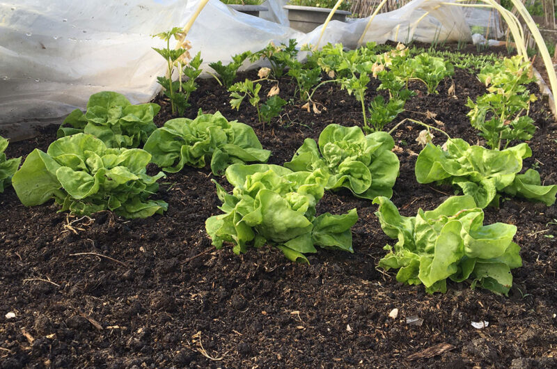 Moestuinieren met de maan