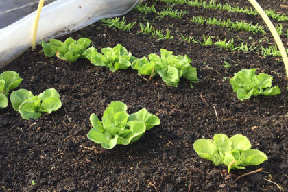 Moestuinieren op budget