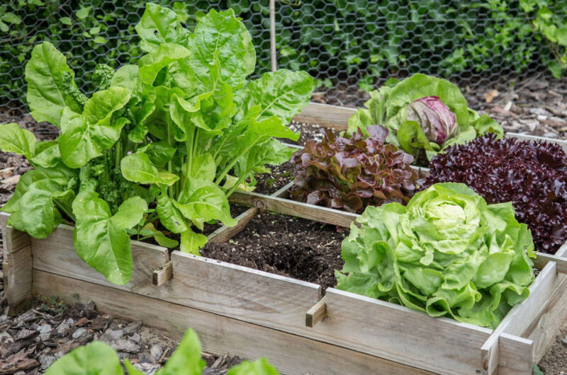 Moestuinieren op hoogte