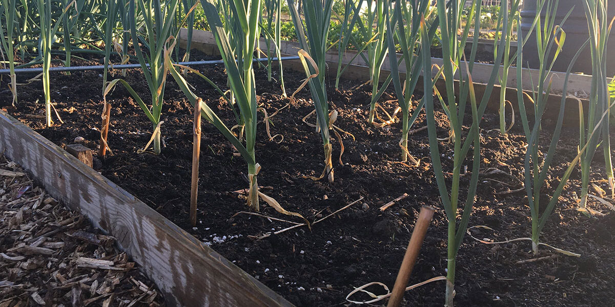 Moestuinieren op zandgrond