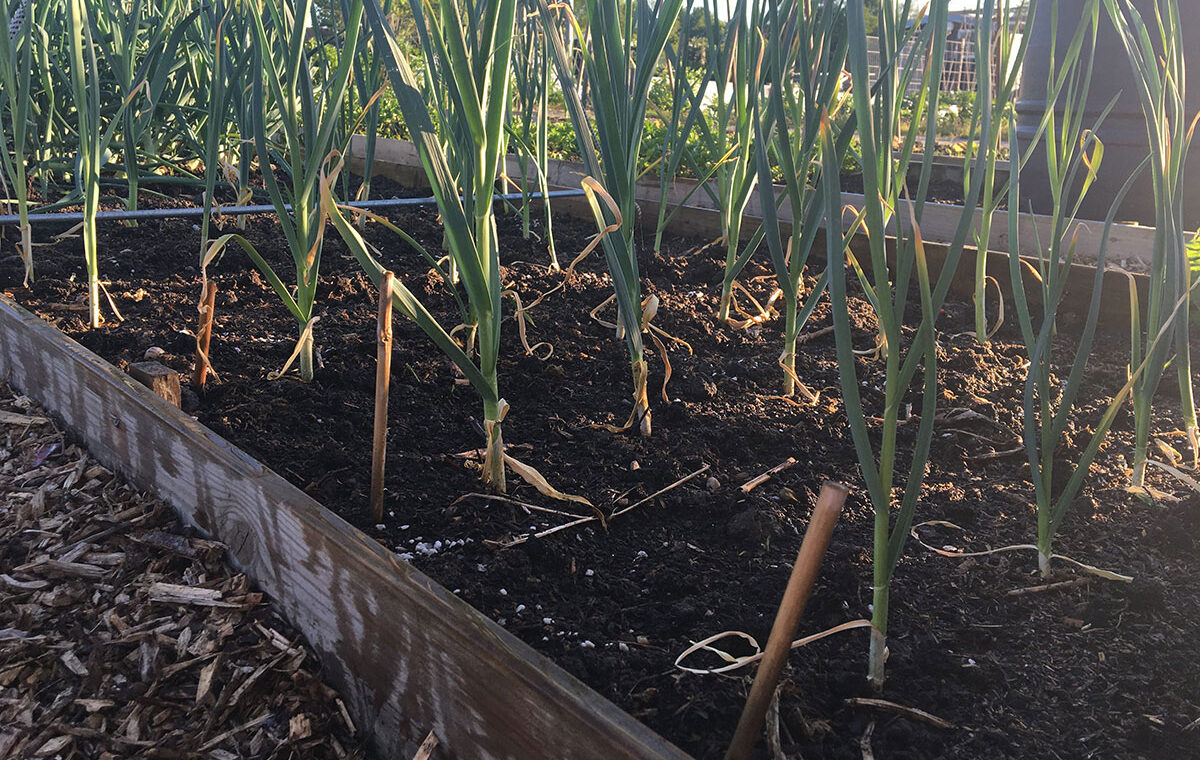 Moestuinieren op zandgrond