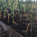 Moestuinieren op zandgrond
