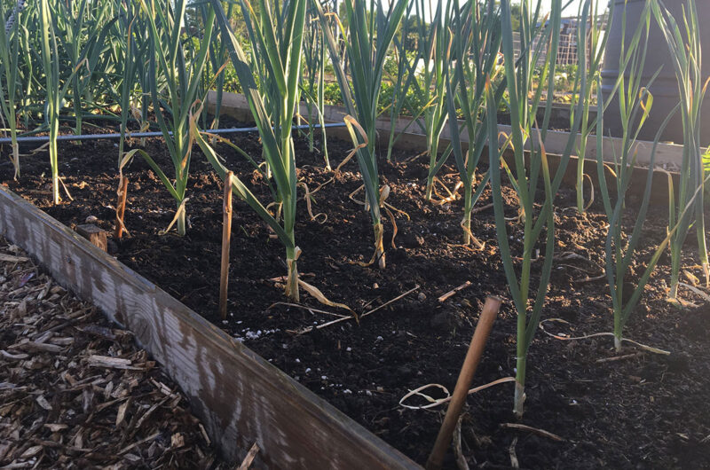Moestuinieren op zandgrond