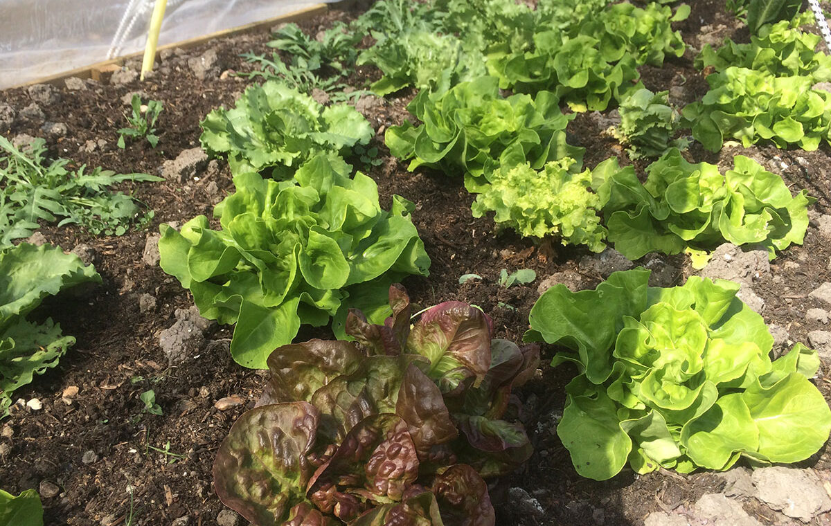 Moestuinieren voor beginners