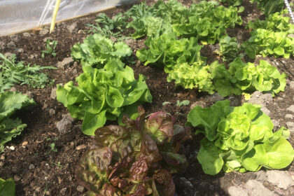 Moestuinieren voor beginners
