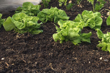 Moestuinieren voor dummies