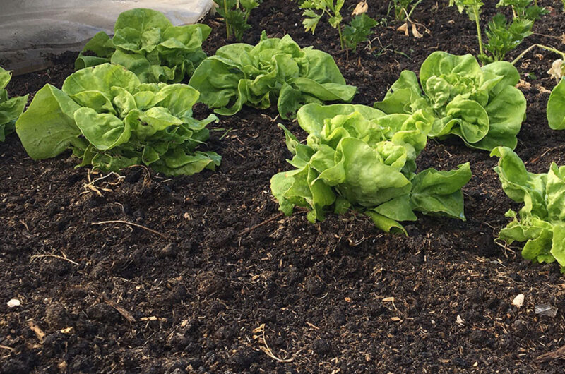 Moestuinieren voor dummies