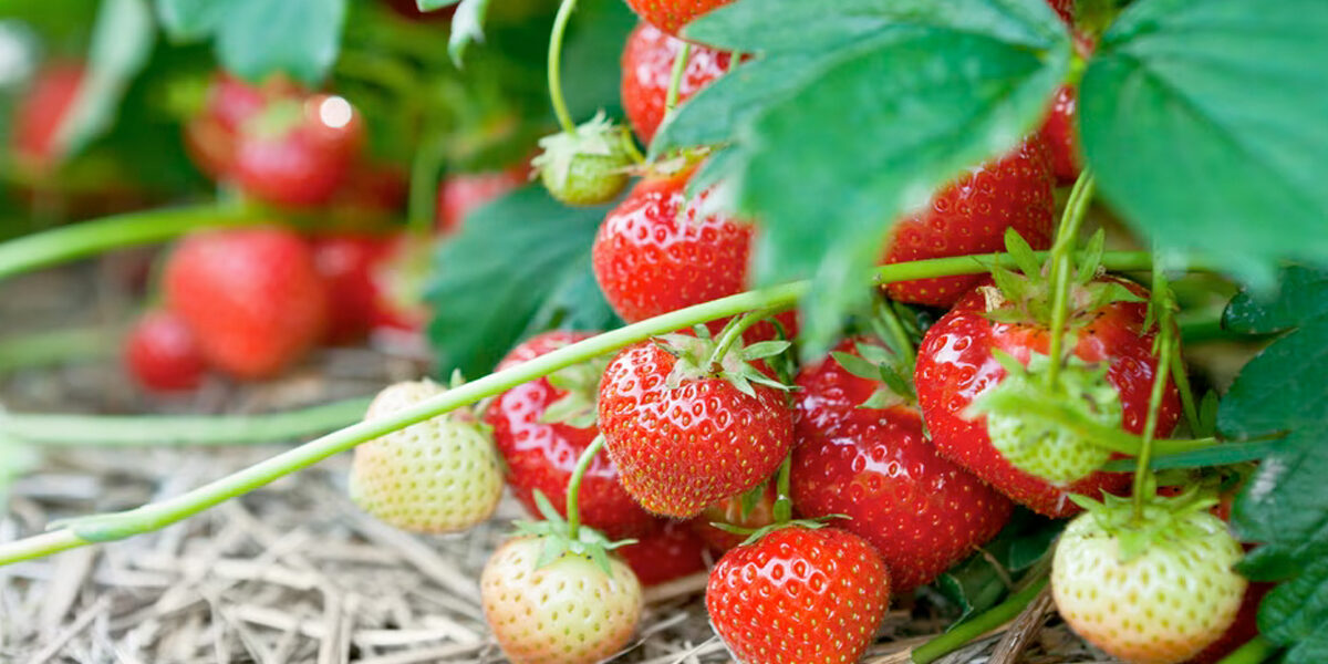 aardbeien kweken