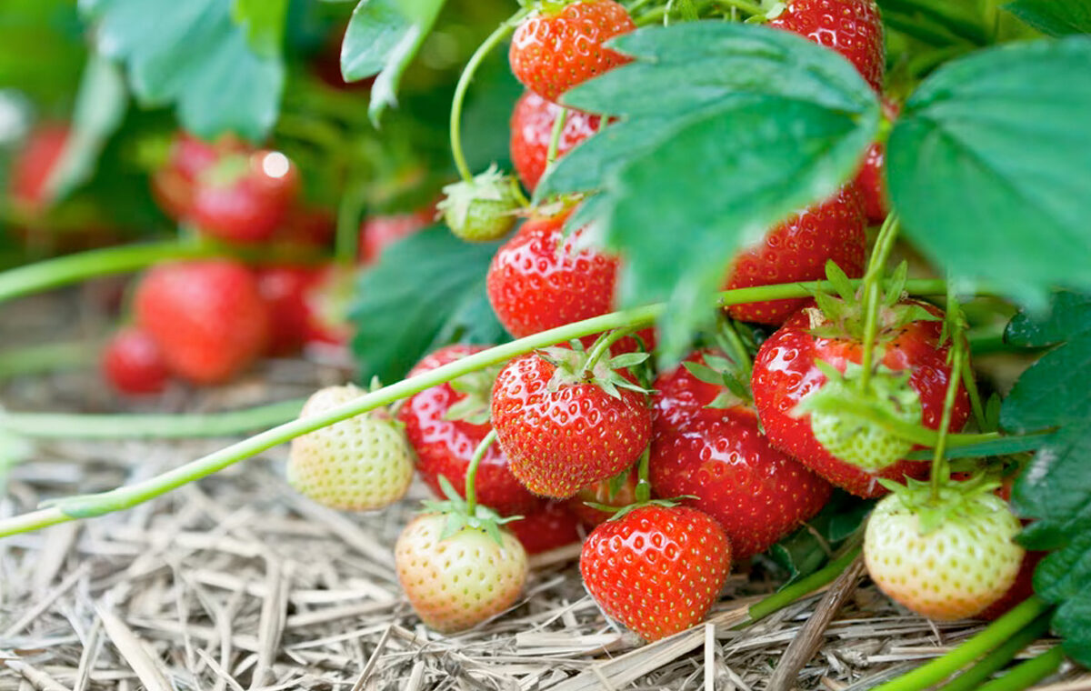 aardbeien kweken