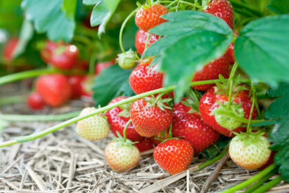 aardbeien kweken