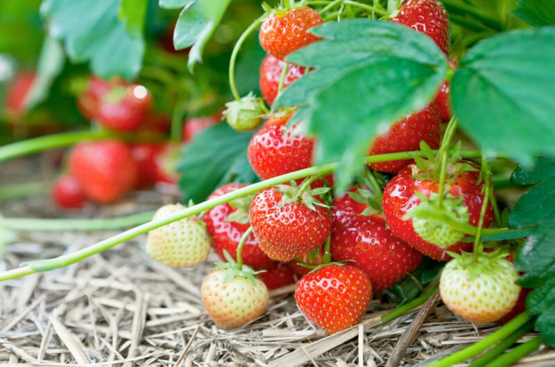 aardbeien kweken