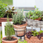 mini moestuin op balkon