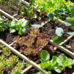 Moestuin beginnen in maart