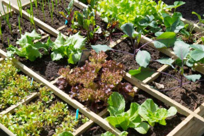 Moestuin beginnen in maart