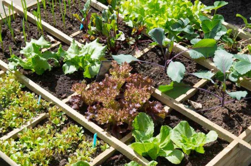 Moestuin beginnen in maart