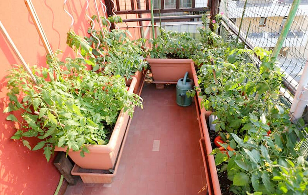 Moestuin beginnen op balkon
