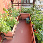 Moestuin beginnen op balkon