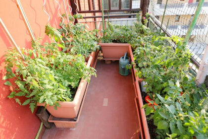Moestuin beginnen op balkon