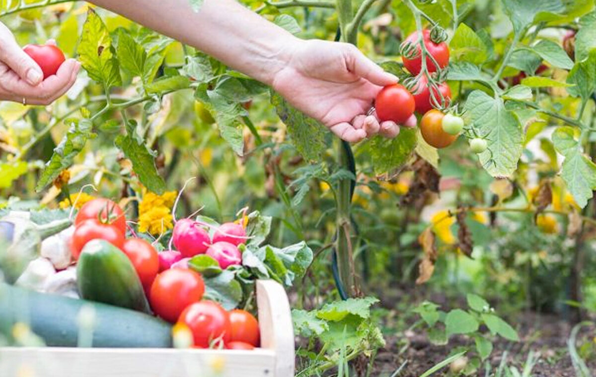 moestuin beginners