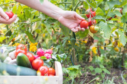 moestuin beginners