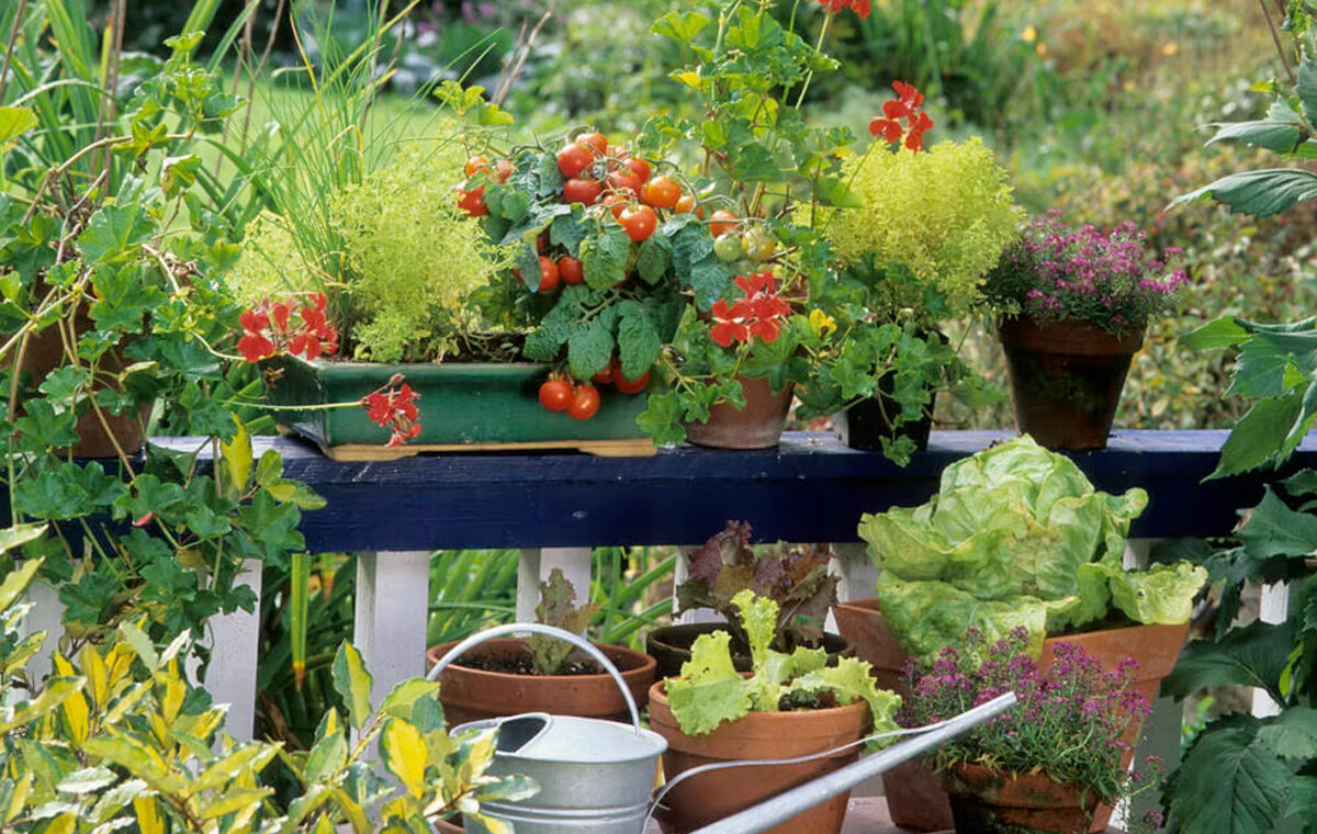 Moestuin op het balkon