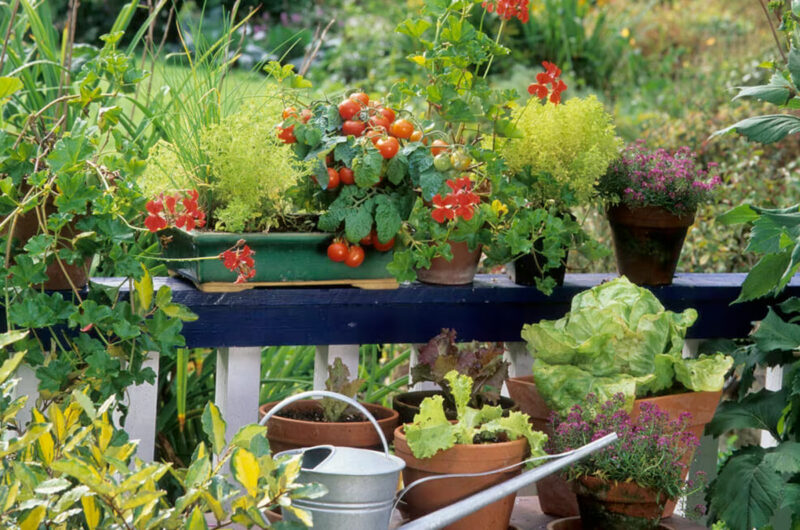 Moestuin op het balkon