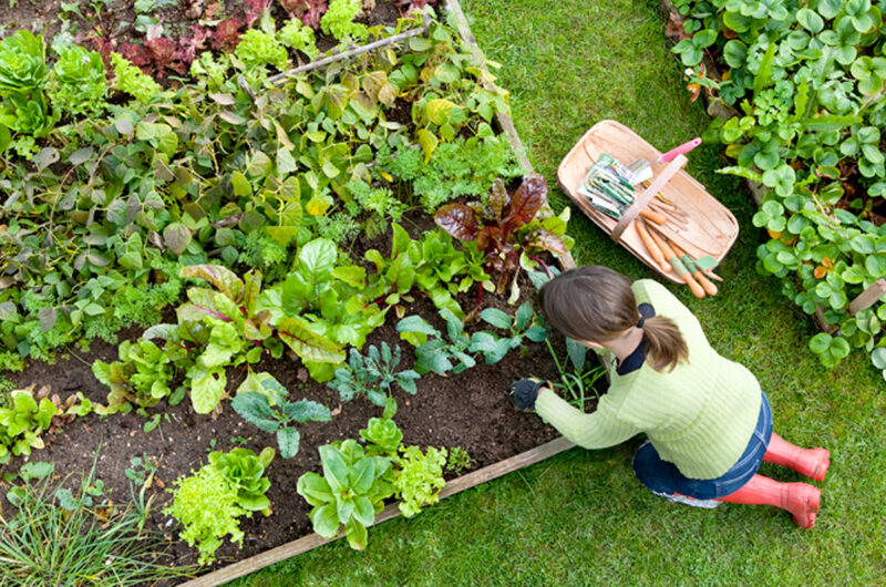 Moestuin starten