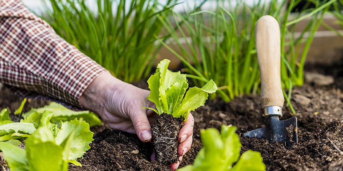 Moestuinkalender Maart