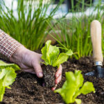 Moestuinkalender Maart