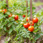 starten van een moestuin