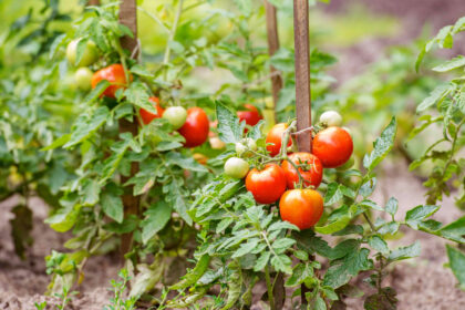 starten van een moestuin
