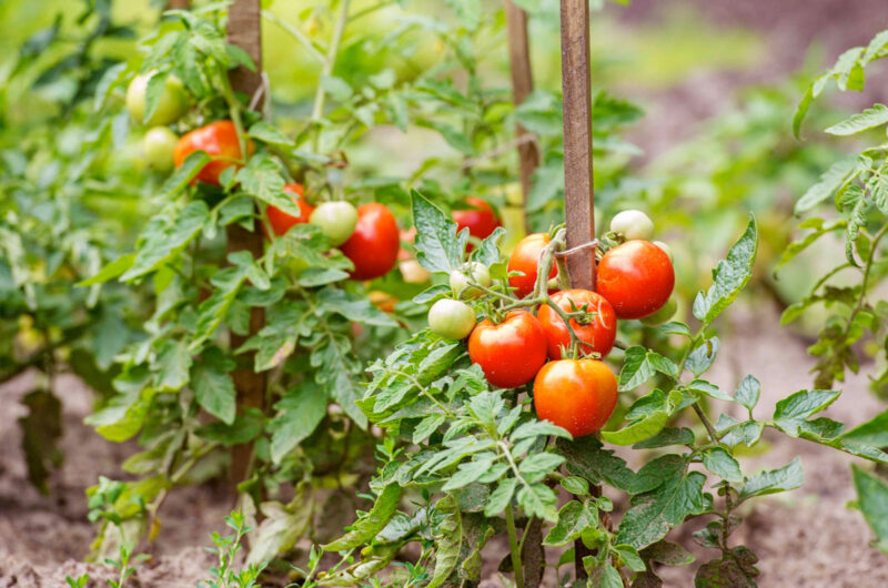 starten van een moestuin