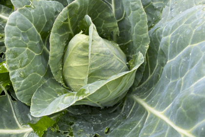 5 tips bemesting spitskool