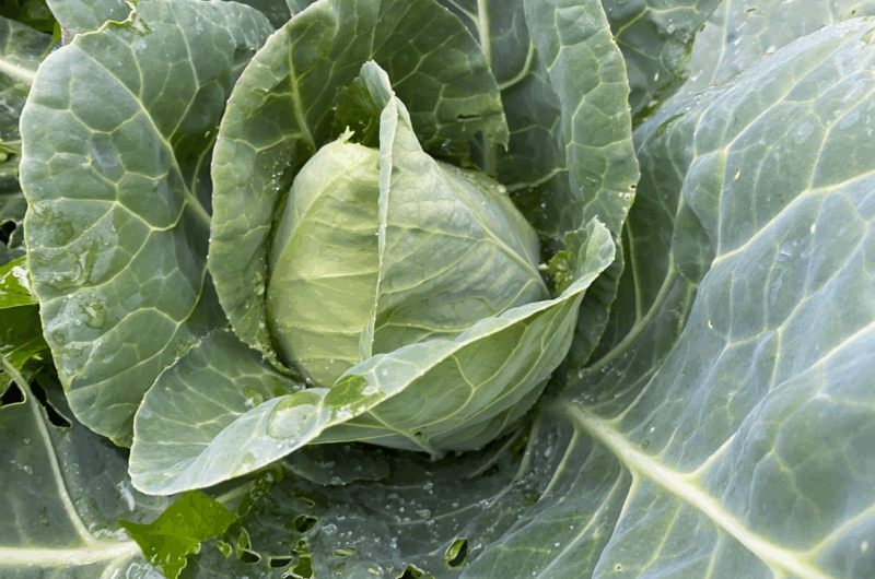 5 tips bemesting spitskool