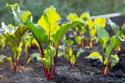 5 Tips kweken bieten