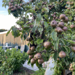 5 tips voor fruitbomen en struiken