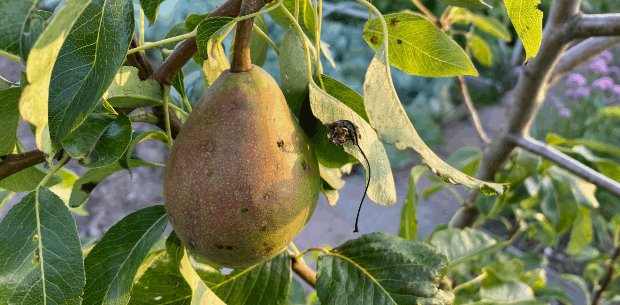 5 tips voor het bemesten van fruitbomen