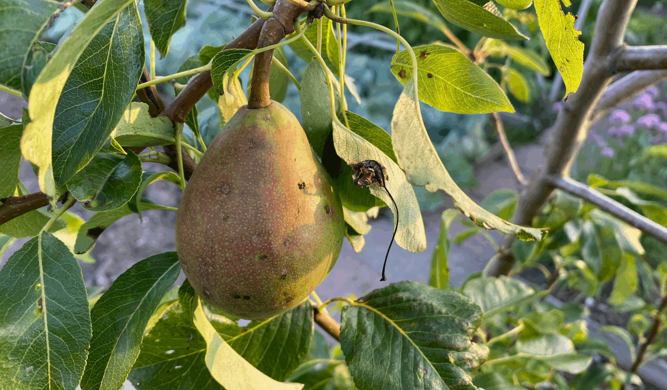 5 tips voor het bemesten van fruitbomen