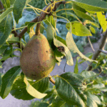 5 tips voor het bemesten van fruitbomen