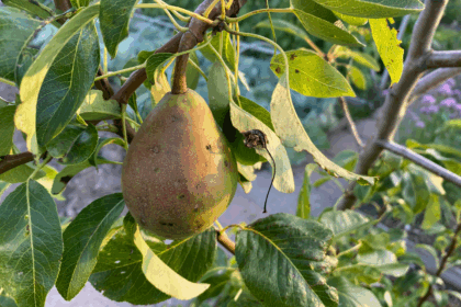 5 tips voor het bemesten van fruitbomen