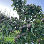 5 tips voor het bestellen van een fruitboom