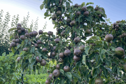 5 tips voor het bestellen van een fruitboom