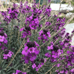 is tuinieren zwaar werk