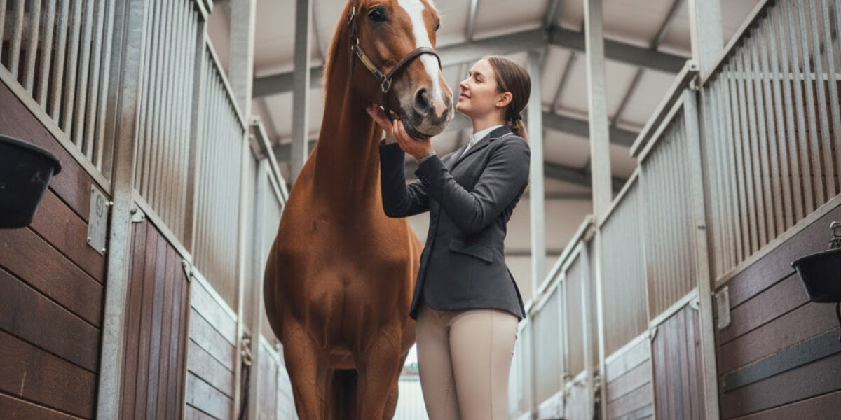Wat is een paardenbox