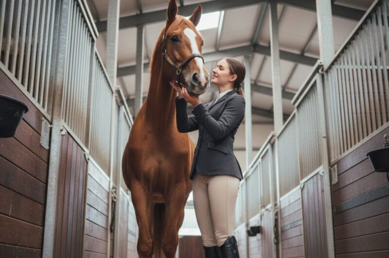 Wat is een paardenbox